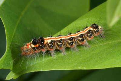 臺灣黃毒蛾 Euproctis taiwana
