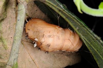 波斑毒蛾 Lymantria mathura subpallida