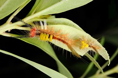 小白紋毒蛾 Orgyia postica