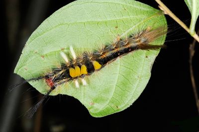 小白紋毒蛾 Orgyia postica