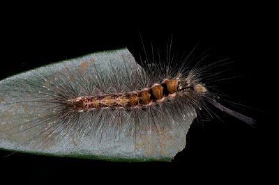 結麗毒蛾 Calliteara lunulata takamukuana