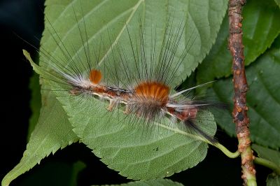 灰綠棕毒蛾 Ilema nachiensis