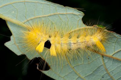 埔里麗毒蛾 Calliteara horishanella