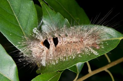 結麗毒蛾 Calliteara lunulata takamukuana