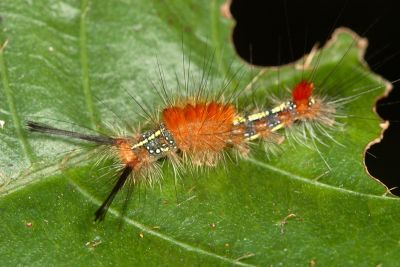 角斑棕毒蛾 Ilema olivacea