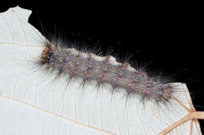 木毒蛾 Lymantria xylina xylina