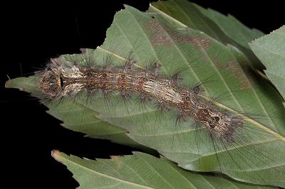 杉氏絡毒蛾 Lymantria sugii