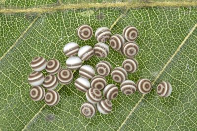 波麗毒蛾 Calliteara postfusca