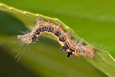 臺灣黃毒蛾 Euproctis taiwana
