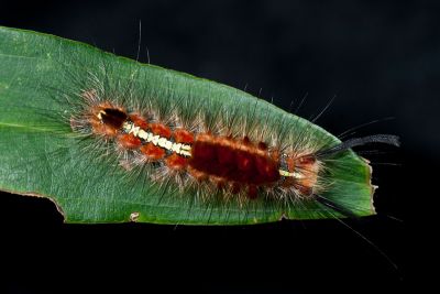角斑棕毒蛾 Ilema olivacea