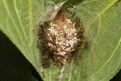 小白紋毒蛾 Orgyia postica