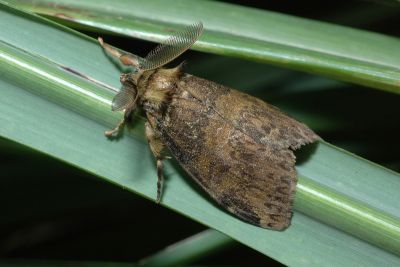 角斑棕毒蛾 Ilema olivacea 雄蟲