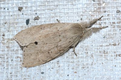 角麗毒蛾 Calliteara angulata 雌蟲