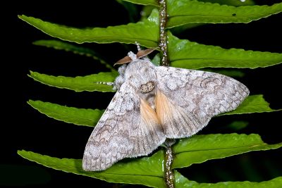 埔里麗毒蛾 Calliteara horishanella 雄蟲