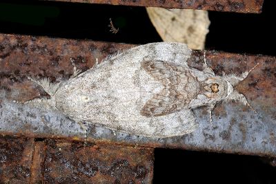 埔里麗毒蛾 Calliteara horishanella 交尾中個體
