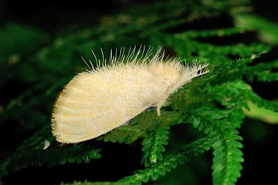 臺灣黃毒蛾 Euproctis taiwana 雄蟲