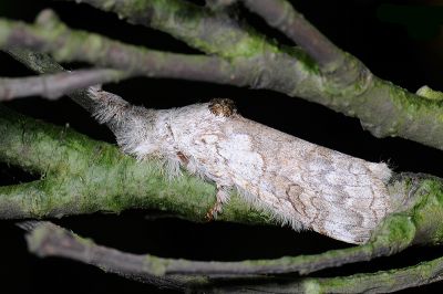 埔里麗毒蛾 Calliteara horishanella 雄蟲