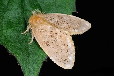 白斑黃毒蛾 Euproctis inornata 雌蟲
