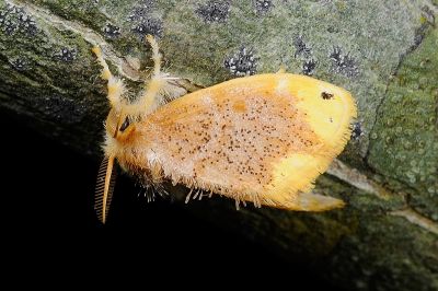 雙斑黃毒蛾 Arna bipunctapex 雄蟲