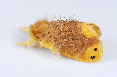 雙斑黃毒蛾 Arna bipunctapex 雄蟲