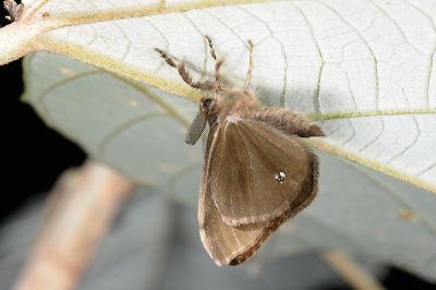 小白紋毒蛾 Orgyia postica 雄蟲