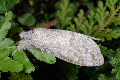 埔里麗毒蛾 Calliteara horishanella 雌蟲