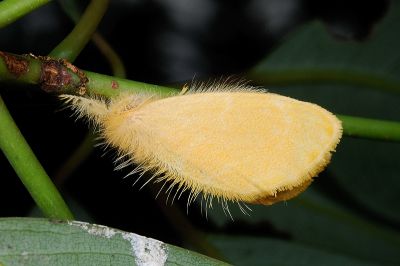 臺灣黃毒蛾 Euproctis taiwana 雄蟲