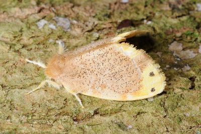雙斑黃毒蛾 Arna bipunctapex 雄蟲