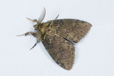 角斑棕毒蛾 Ilema olivacea 雄蟲