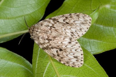 瑰毒蛾 Lymantria grisea 雌蟲