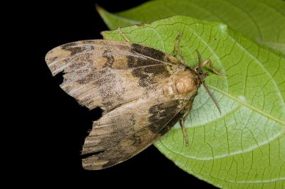 角斑棕毒蛾 Ilema olivacea 雌蟲