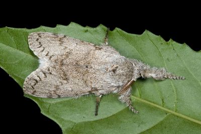 結麗毒蛾 Calliteara lunulata takamukuana 雄蟲