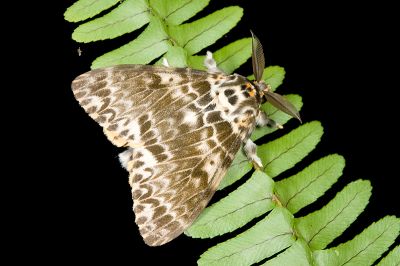 波斑毒蛾 Lymantria mathura subpallida 雄蟲