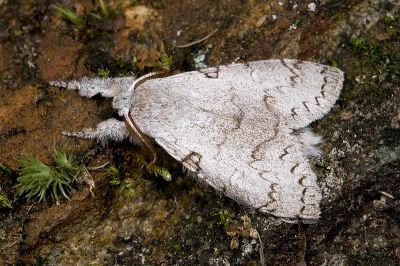 波麗毒蛾 Calliteara postfusca 雄蟲