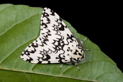 絡毒蛾 Lymantria concolor concolor 雄蟲