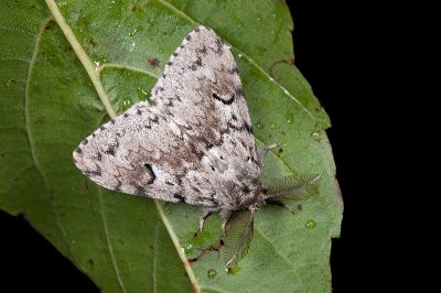 L紋灰毒蛾 Lymantria umbrifera 雄蟲