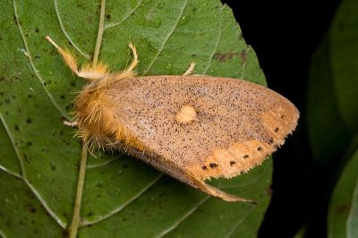 圓斑靚毒蛾 Nygmia marginata insulata 雌蟲