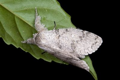 結麗毒蛾 Calliteara lunulata takamukuana 雌蟲