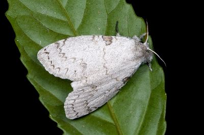 波麗毒蛾 Calliteara postfusca 雌蟲