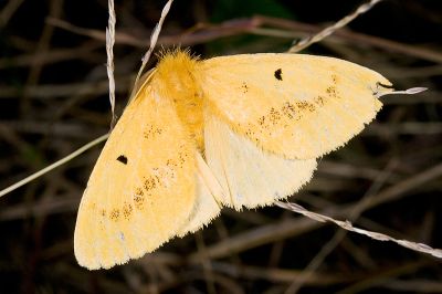 中黑點黃毒蛾 Euproctis nigricauda 雌蟲