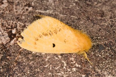 中黑點黃毒蛾 Euproctis nigricauda 雌蟲
