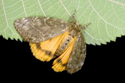 灰綠棕毒蛾 Ilema nachiensis 雌蟲