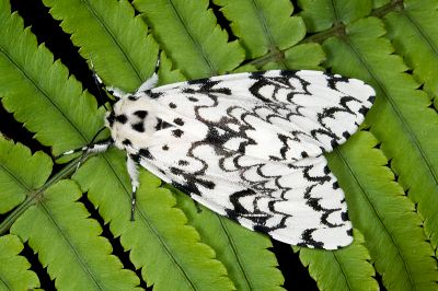 絡毒蛾 Lymantria concolor concolor 雌蟲