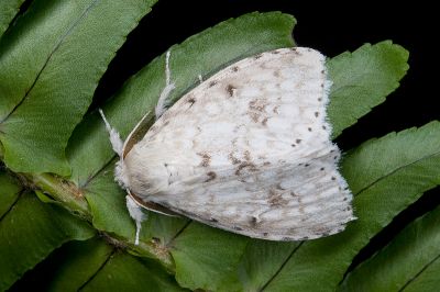 扇毒蛾 Dura alba 雄蟲