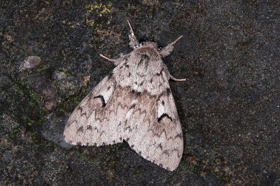 L紋灰毒蛾 Lymantria umbrifera 雄蟲