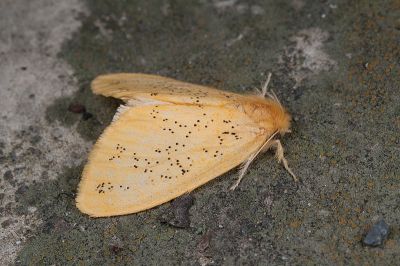 濺點黃毒蛾 Euproctis sparsa 雄蟲