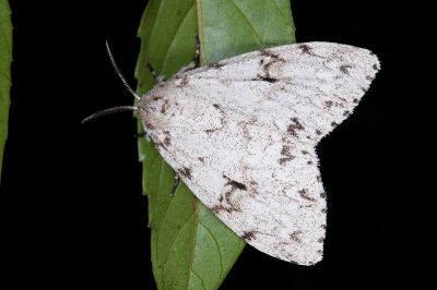 冥毒蛾 Lymantria sinica 雌蟲