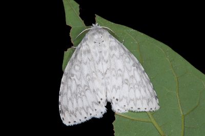 扇毒蛾 Dura alba 雌蟲