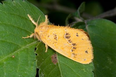 紛黃毒蛾 Euproctis striata 雄蟲