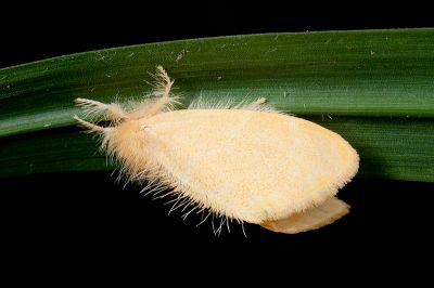 臺灣黃毒蛾 Euproctis taiwana 雌蟲